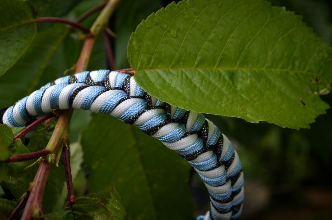 Licol plat Étoile Polaire